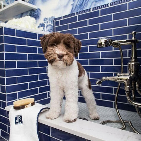 Doggie Bath & Beautiful Bath Fixtures
